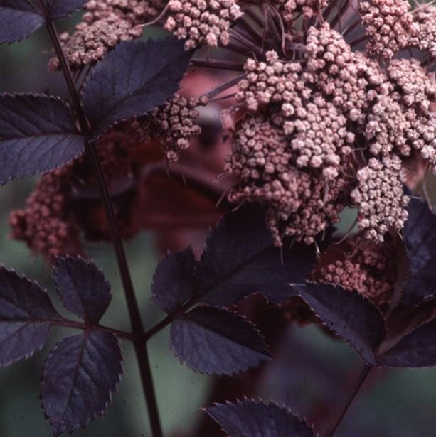Harilik heinputk (Angelica sylvestris) 'Ebony'  Anu Aed